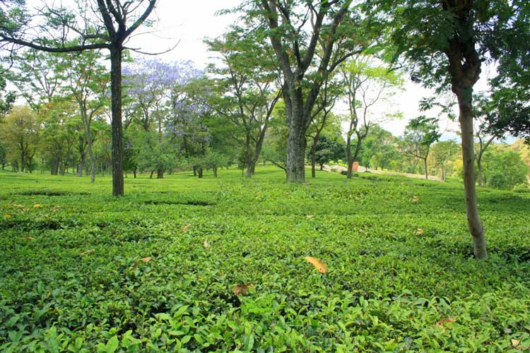 tea gardens in dharamsala
